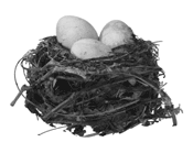 nest